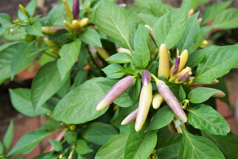 Unripe KS Khang Starr White Thai pepper plant