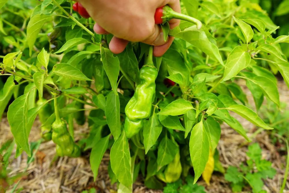 Unripe Peter Pepper on plant