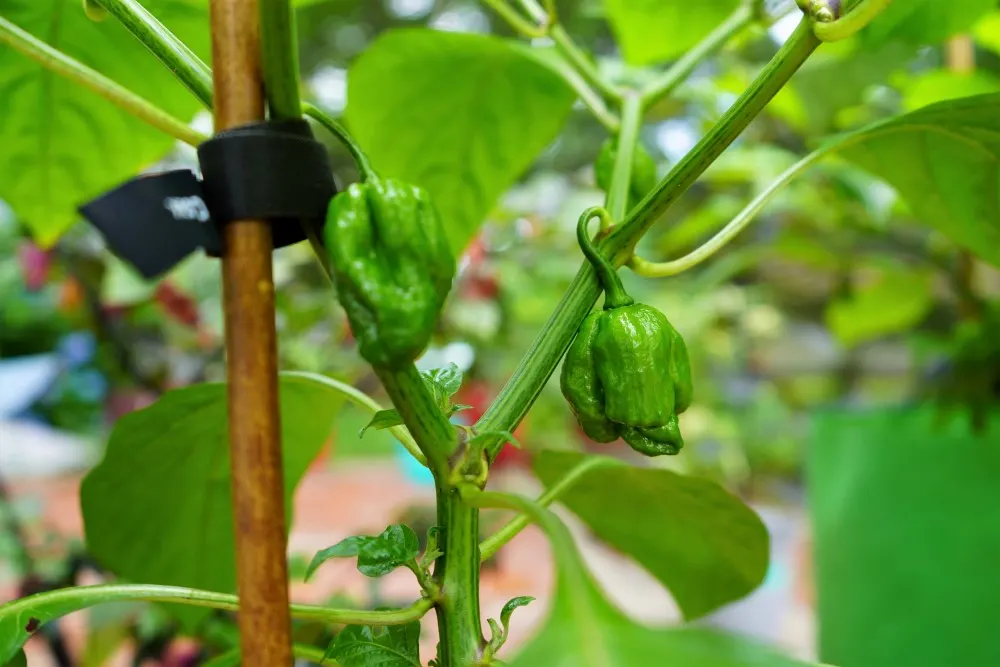 Unripe scotch bonnet MOA pepper