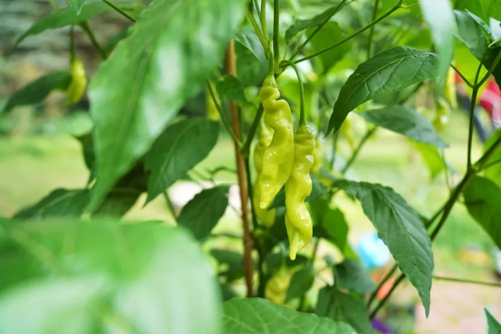 Unripe Sugar Rush Stripey Striped Peppers