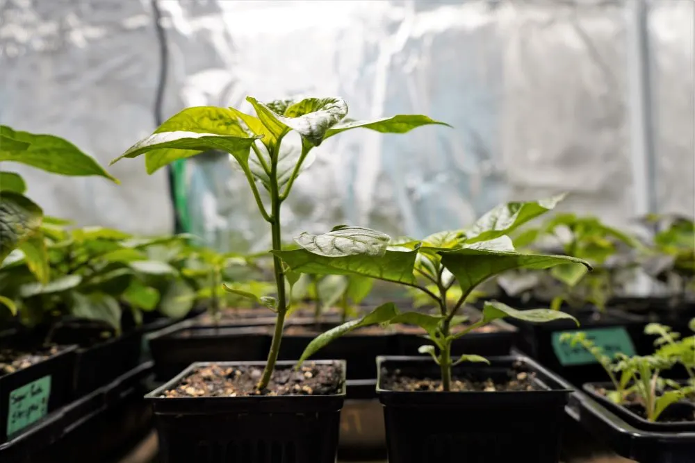 Growing Peppers in Grow Bags - Pros and Cons - Pepper Geek 