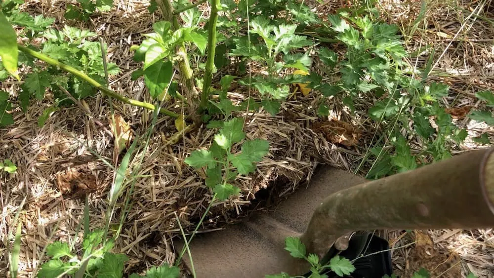 Digging up pepper plant for overwintering