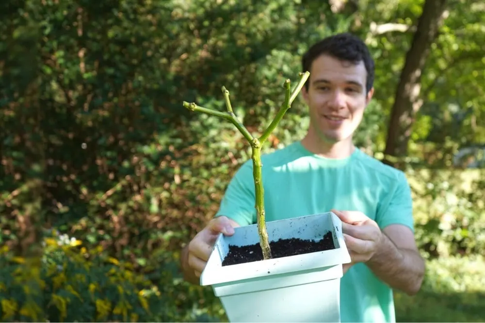 Overwintering pepper plant pepper geek