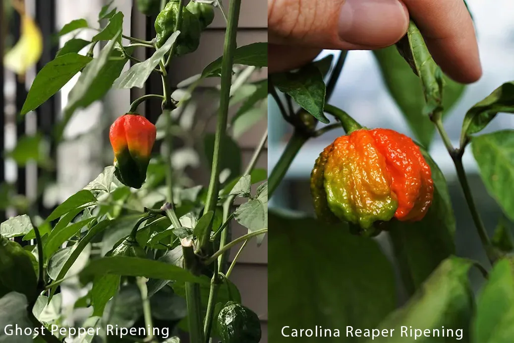 Ghost Pepper vs. Carolina Reaper Ripening
