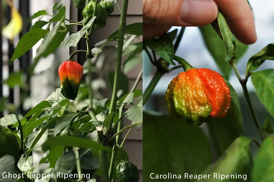 Ghost Pepper Vs Carolina Reaper: Heat Showdown