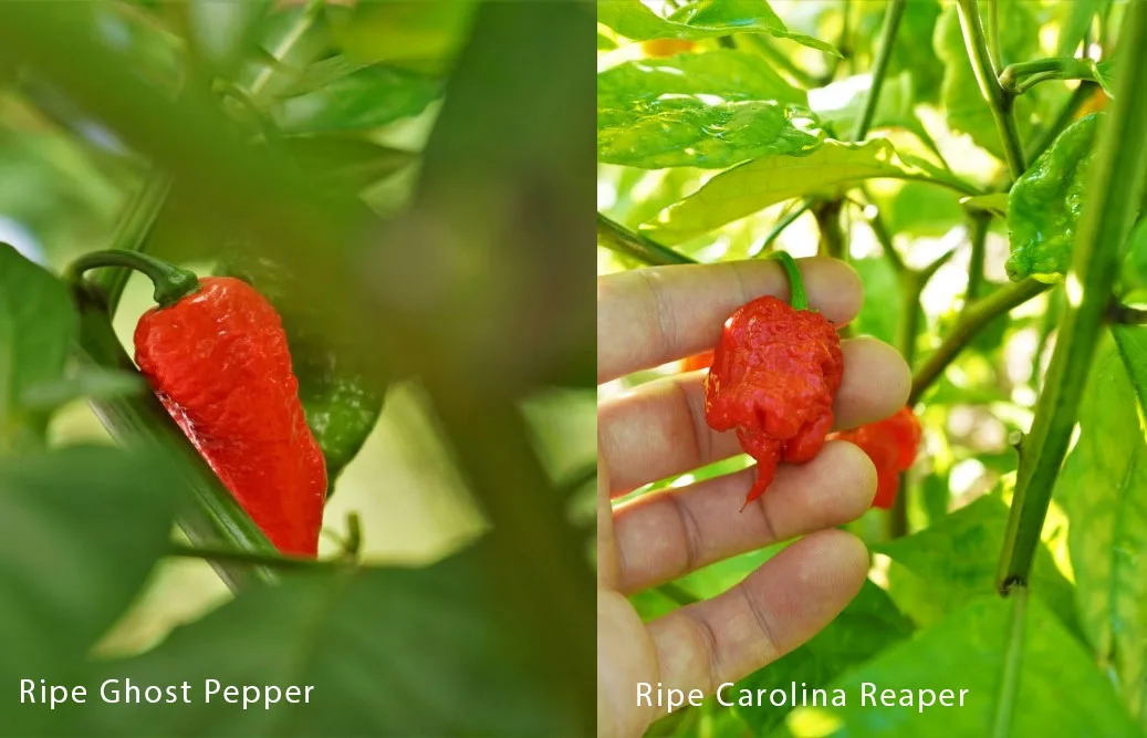 Ghost Pepper vs. Carolina Reaper - Pepper Geek