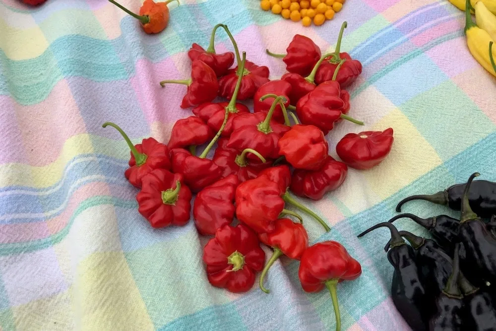 Brazilian starfish peppers