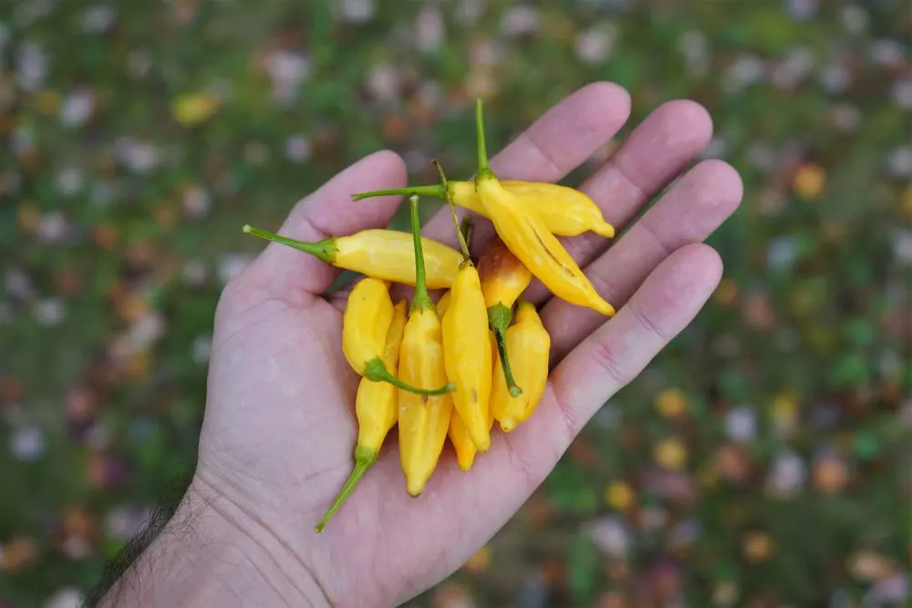 Aji Pineapple peppers