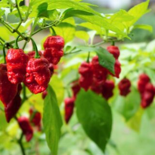 Bhut Jolokia Ghost peppers on plant