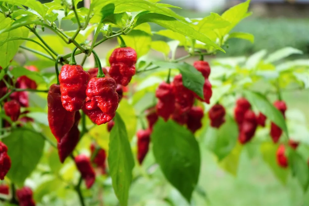 Bhut Jolokia Ghost peppers on plant