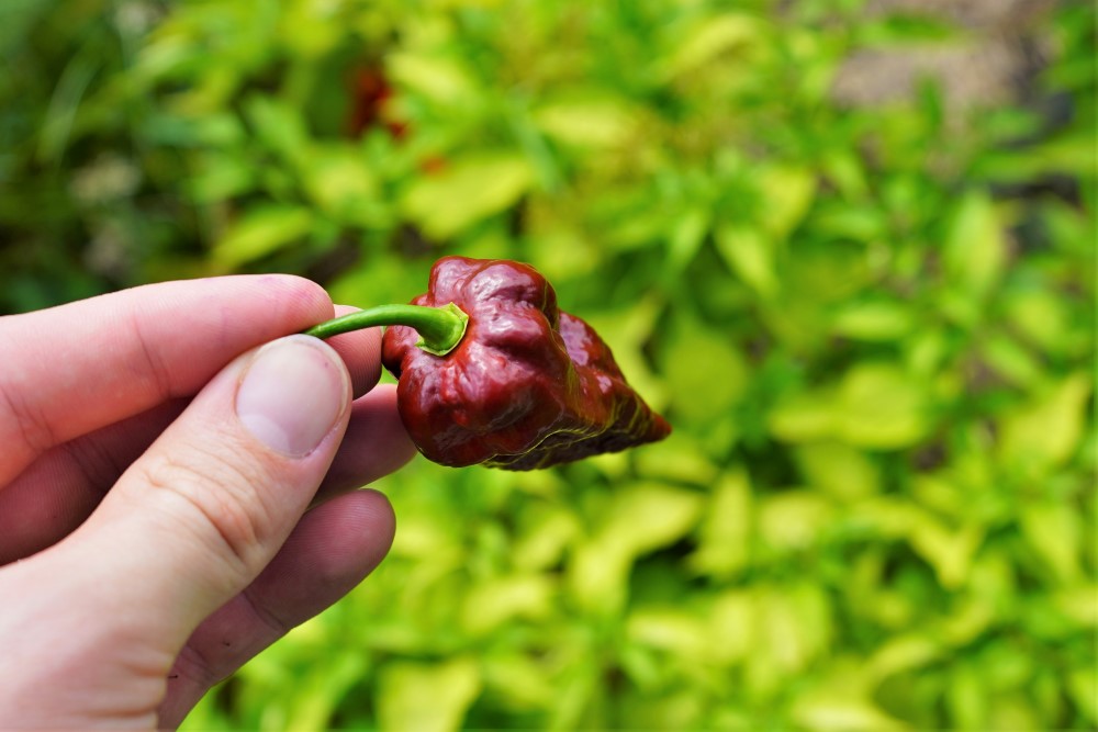 Chocolate Bhutlah pepper top