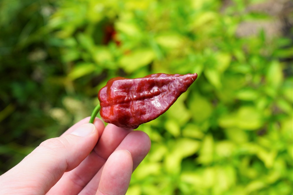 Chocolate Bhutlah pepper