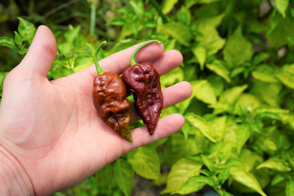 Chocolate Bhutlah peppers ripe