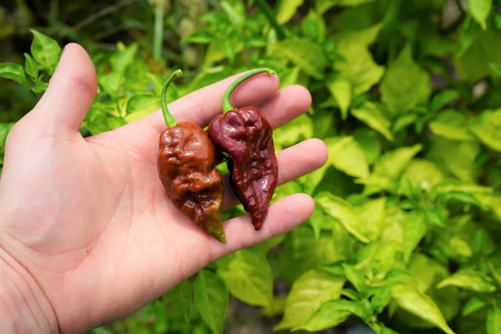 What Is the Spiciest Pepper in the World?