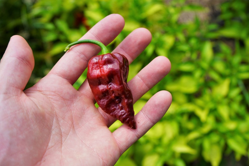 Chocolate Bhutlah pod in hand