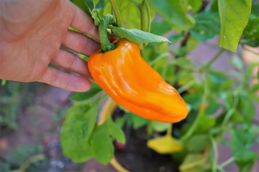 Golden Marconi pepper ripe