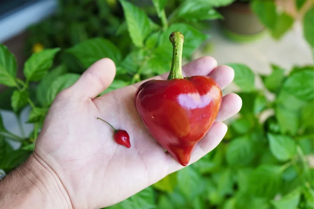 Your Ultimate Guide to Chile Peppers—From Mild to Spicy