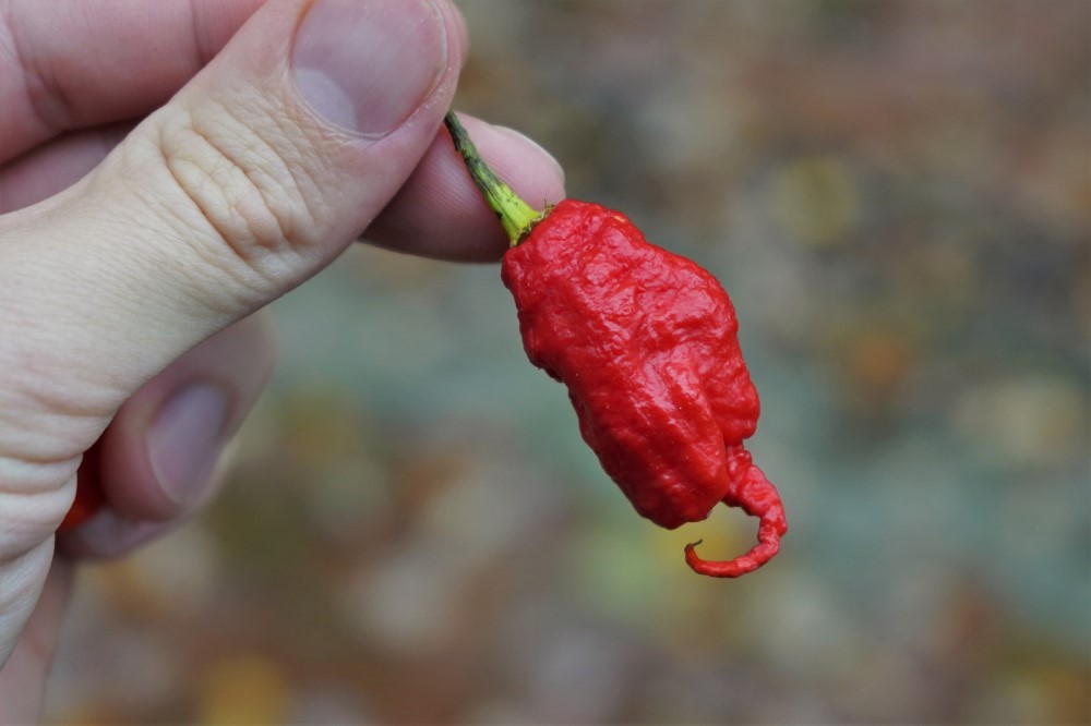 hottest pepper in the world