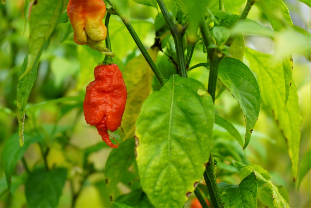 Primotalii pepper ripe on plant