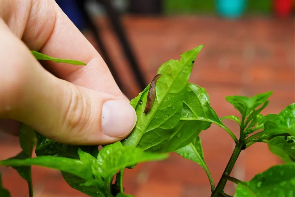 Slug on pepper leaf