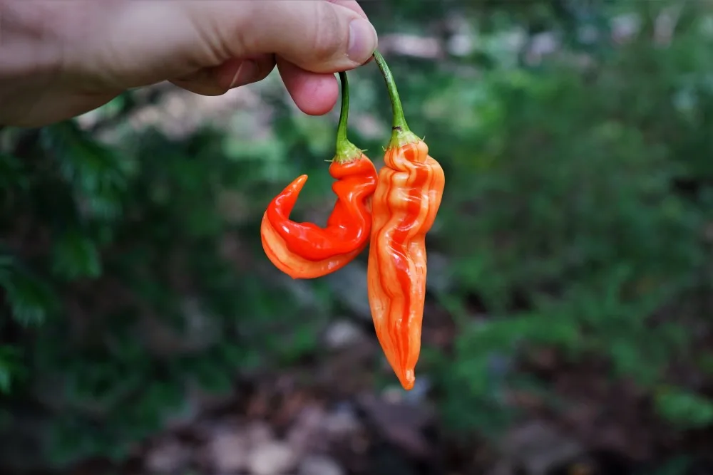 Sugar Rush Stripey peppers