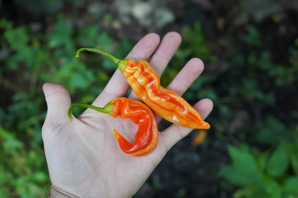 Sugar Rush Stripey peppers in hand (sugar rush striped)