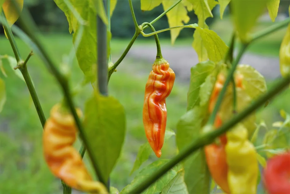 Sugar Rush Stripey pepper on plant