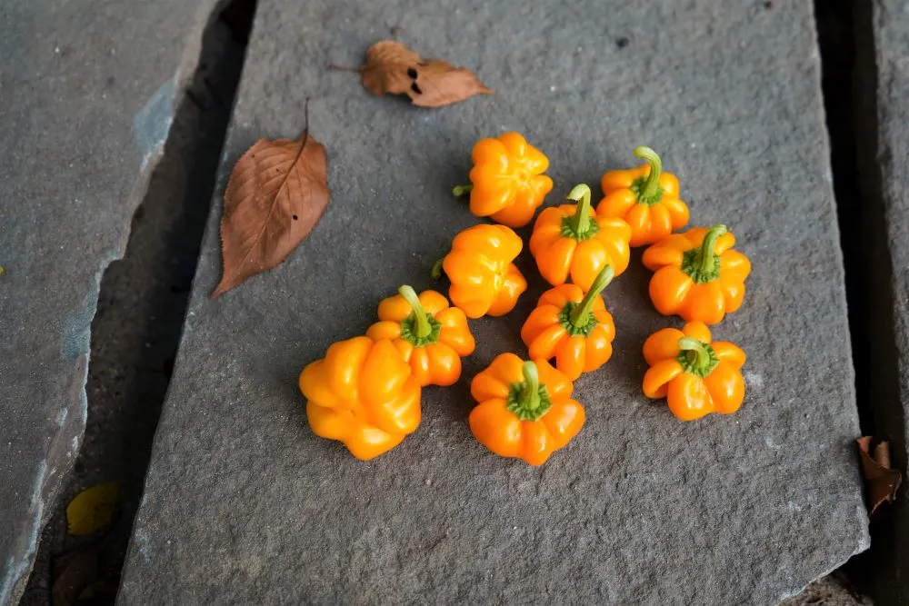 Thay pumpkin yellow peppers