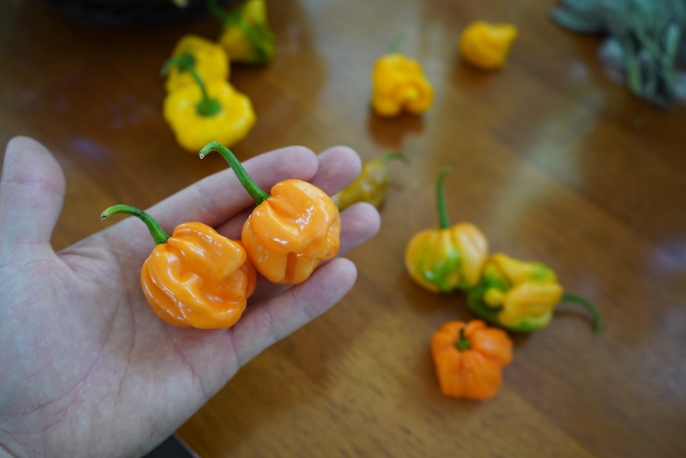 Ripe Bahamian Goat peppers
