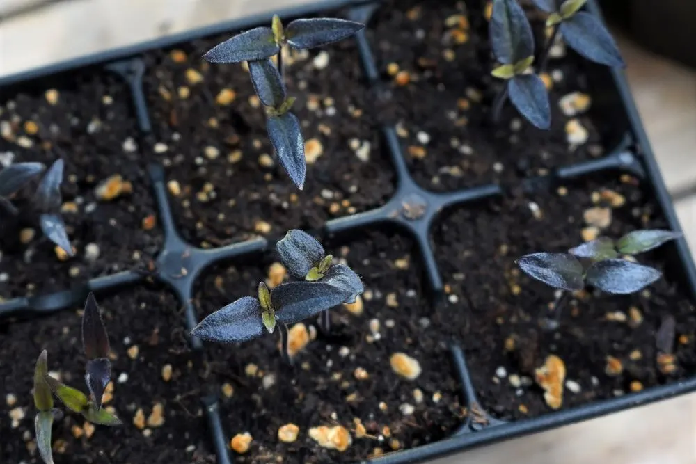 Black foliage pepper seedlings closeup