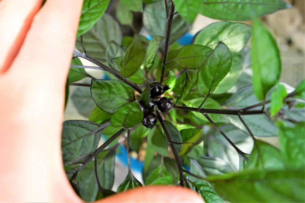 Black pearl pepper pods on plant