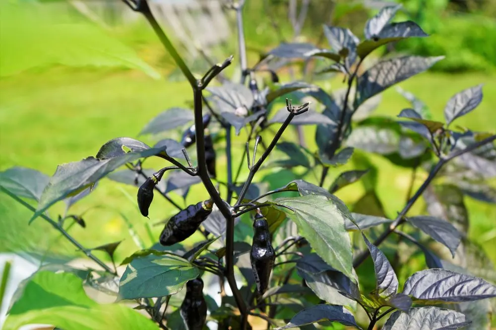 Deer damage on pimenta da neyde pepper plant