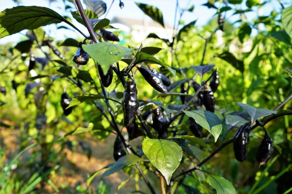 Pimenta da neyde peppers on plant