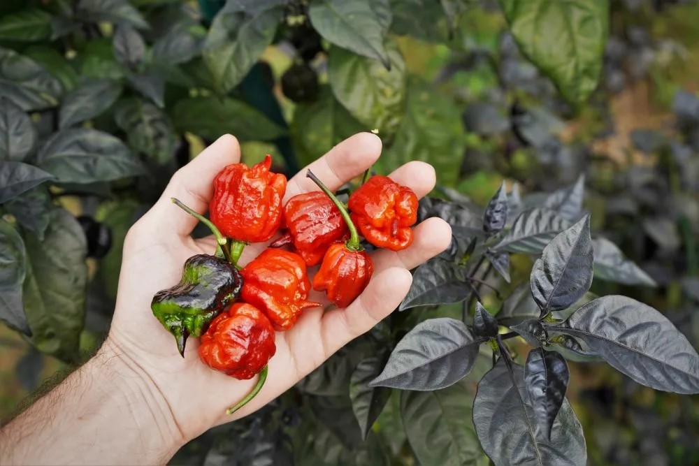 Purple reaper peppers ripe and unripe