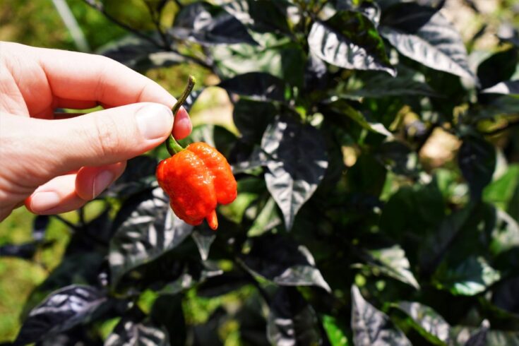 Purple Reeder Purple Reaper Peppers - Pictures and Growing Them - Pepper Geek