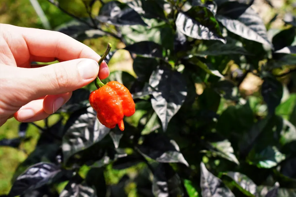 Purple reaper pod ripe next to plant