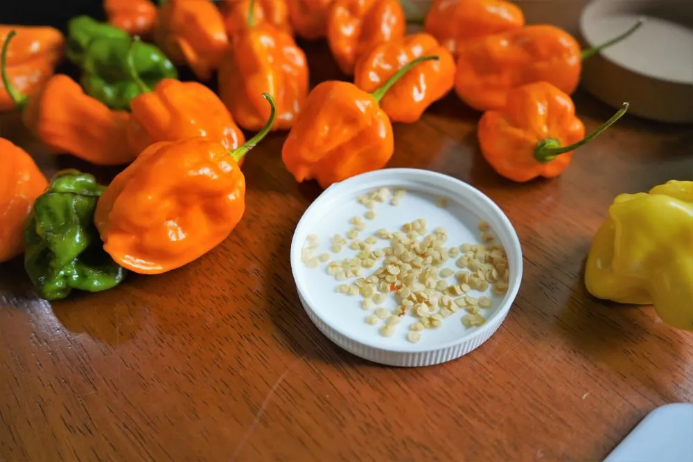 Saving seeds from hot peppers