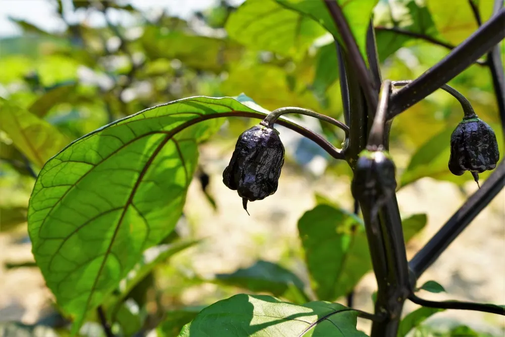 Pepper 'Carolina Reaper