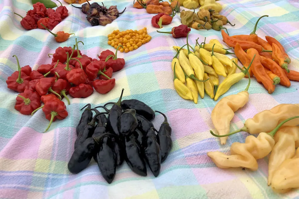 Variety of pepper harvest