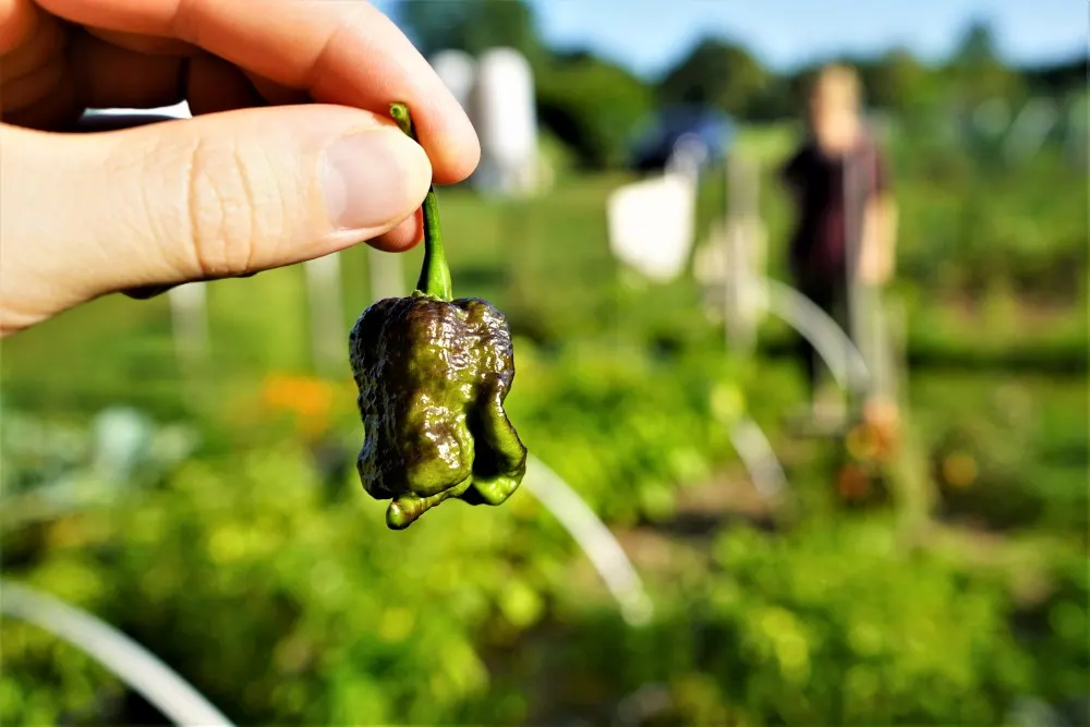 Unripe purple reaper pepper