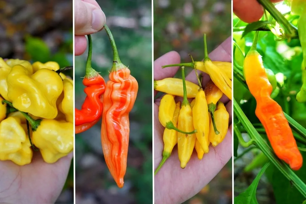 Capsicum baccatum varieties from left to right, aji fantasy, sugar rush stripey, aji pineapple, aji ahuachapan.