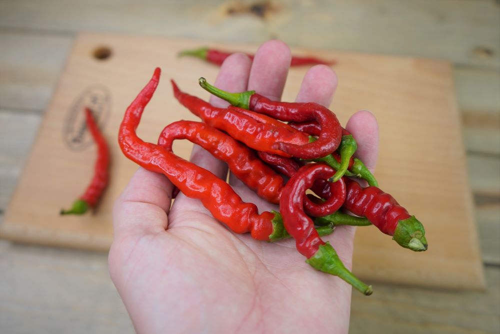 Cayenne Peppers ripe in hand