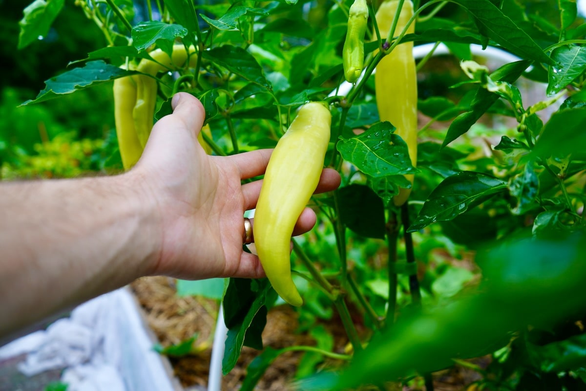 Sweet on sale banana pepper