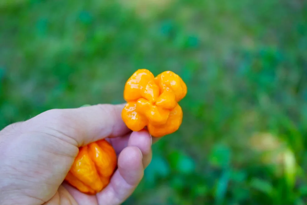 Ideal shape of a scotch bonnet pepper with four lobes and a symmetrical appearance.