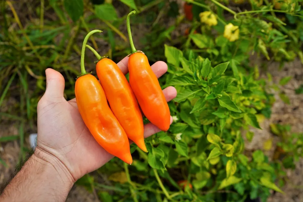 Three ripe aji amarillo peppers