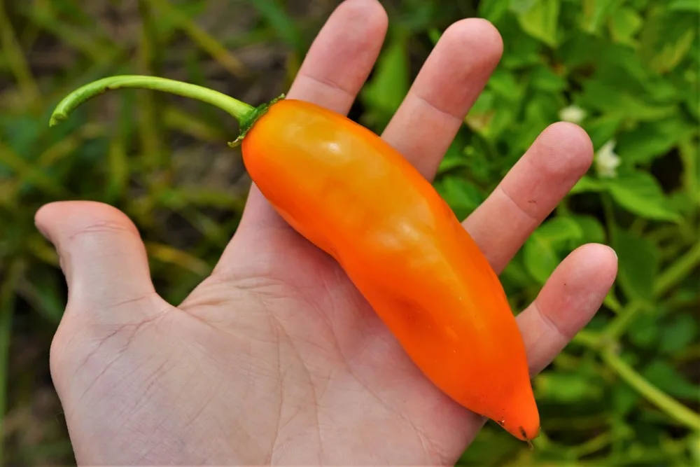 Aji Amarillo ripe pepper - Capsicum baccatum