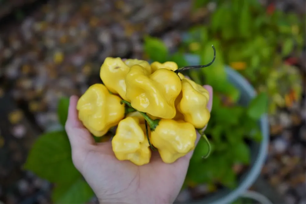 Aji fantasy white peppers ripe in hand