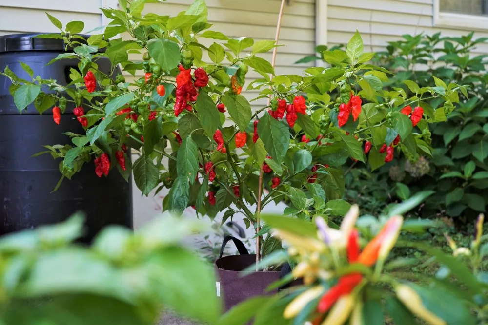 Red bhut jolokia plant in container with ripe pods