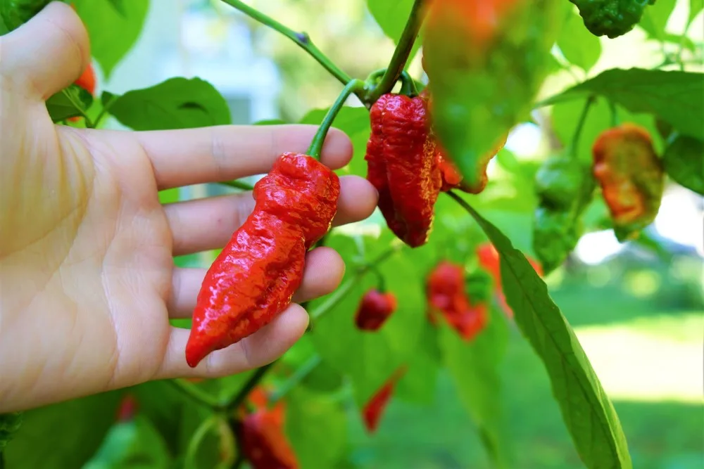 Harvesting a red ghost pepepr pod from the plant