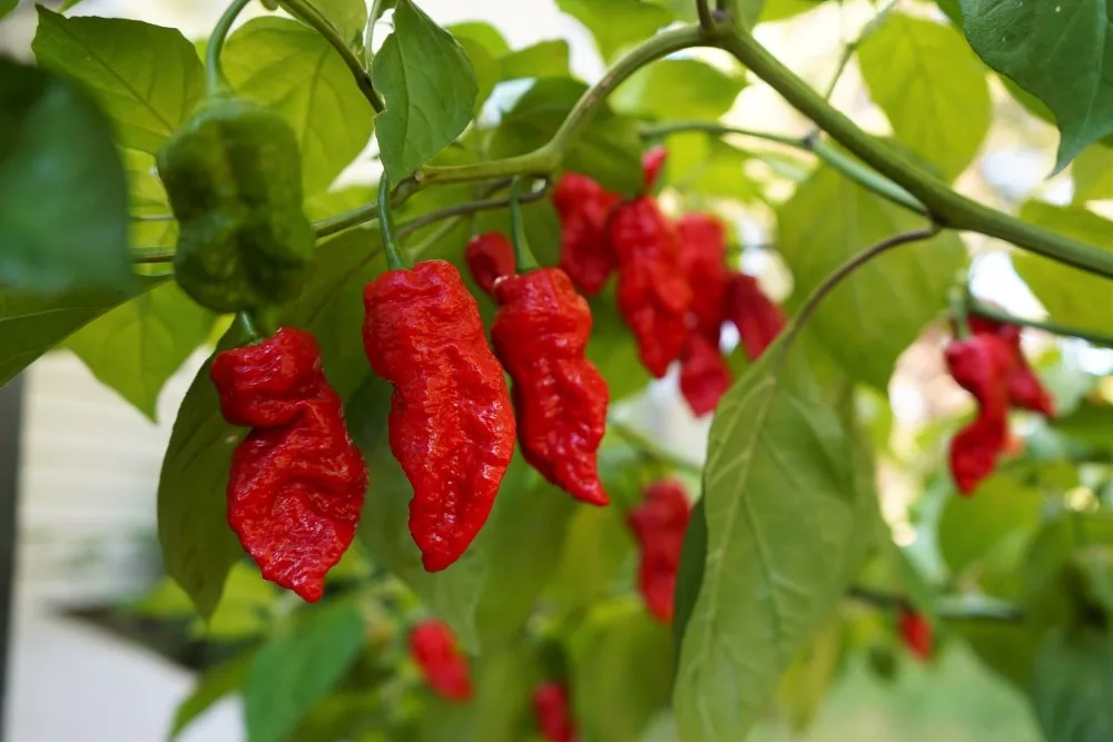 Red ghost peppers peppers on plant.